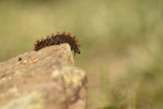 Caterpillar of the golden-haired bark owl (Acronicta auricoma), seen in the Deferegger Alps at 1700