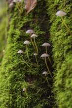 Small mushrooms rising from the green moss on a tree trunk, Monbachtal, Bad Liebenzell, district of