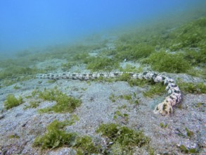 Long and patterned Feather mouth sea cucumber (Synapta maculata) lies on a sandy seabed covered