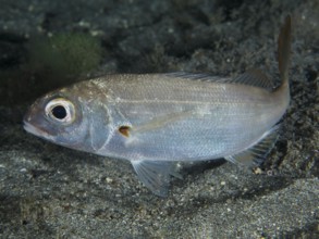 Close-up of a silver fish with large eye, red bream (Pagellus erythrinus), underwater, dive site