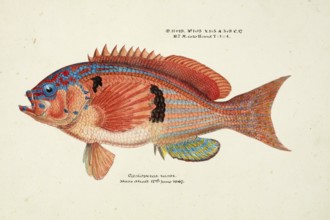 Sawfish, Caesioperca rasor, a saltwater fish of the subfamily of the bannerfish, fish, reproduction