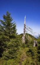 Weathered tree on the path from Ochsenberg to Eibleck, Osterhorn group, Salzkammergut, Salzburg