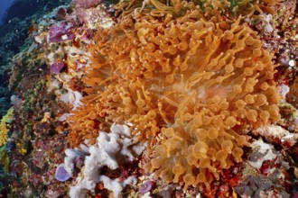 Colourful copper anemone (Entacmaea quadricolor) and corals in bright orange glow under water, dive