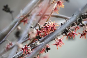 Flowering witch hazel (Hamamelis vernalis), winter, Germany