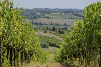 Tuscan landscape, country estate with vineyards, forests, olive trees and cypresses in Chianti,