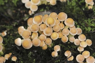 Brick Red Sulphur Head (Hypholoma lateritium, Hypholoma sublateritium), North Rhine-Westphalia,