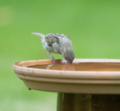 House sparrow (Passer domesticus) drinking water from a bird bath, Lower Saxony, Germany