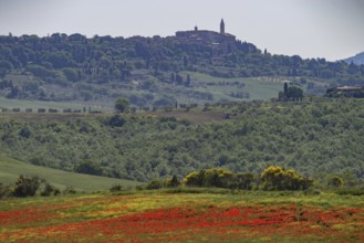Poppy meadow (Papaveraceae) and flowering yellow broom (Genista tinctoria), behind Pienza,
