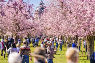 People walking under blossoming cherry trees along an avenue, cherry blossom garden, Schwetzingen