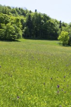 Colourful flowers in the Klengel meadow on the Geisingberg, mountain meadows in the Eastern Ore
