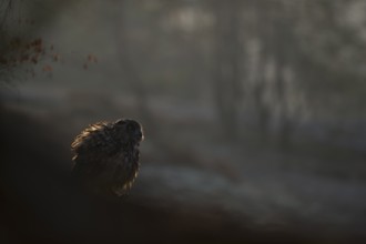 Eurasian Eagle-Owl (Bubo bubo) perched on a stone, North Rhine-Westphalia, Germany
