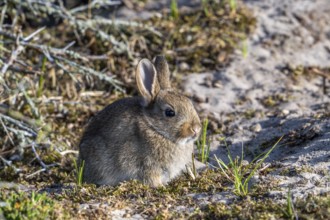 European rabbit, common rabbit, young, rabbit, rabbits, Oryctolagus cuniculus, European rabbits,