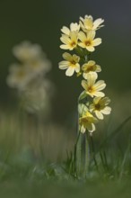 True oxlip (Primula elatior), Schwaz, Tyrol, Austria