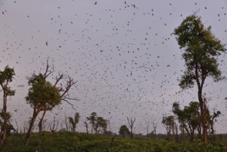 Straw-coloured Fruit Bats (Eidolon helvum), in flight, Kasanka National Park, Zambia