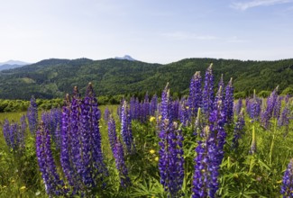 Lupines, Lupinus, Large-leaved lupin, Lupine meadow on the high alpine pasture in Mondseeland,