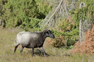 Heidschnucke (Ovis aries), Bell Heather, Südheide Nature Park, Lüneburg Heath, Lower Saxony,