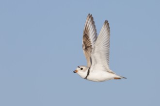 Piping Plover (Charadrius melodus) flying, Massachusetts, USA