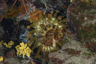 Club-tipped anemone (Telmatactis cricoides) with brown and yellow tentacles in a crevice. Dive site