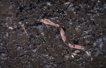 Earthworm (Lumbricidae) moving through wet soil behind a pane of glass, Inverewe Gardens, Poolewe,
