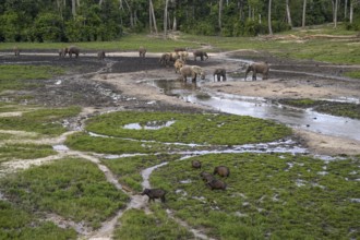 Giant forest hog (Hylochoerus meinertzhageni) and african forest elephants (Loxodonta cyclotis) in