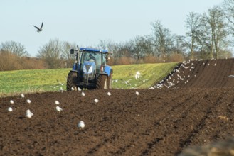 Autumn plowing with a tractor in Ingelstorp, Ystad Municipality, Skåne County, Sweden, Scandinavia