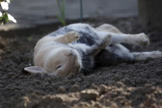 Rabbit (Oryctolagus cuniculus), Easter, earth, lying, funny, contentment, A rabbit rolls in the