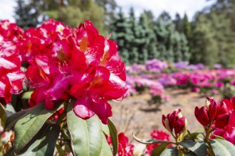 Rhododendron blossom in the historic nursery of the Seidel family, Grüngräbchen, Schwepnitz,