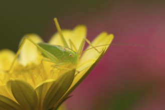 Oak bush cricket (Meconema thalassinum) adult insect on a garden yellow flower, England, United