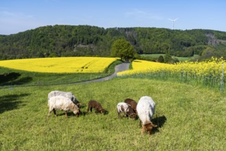 Sheep, lambs, on a field next to rape fields in full bloom, spring in the Elfringhauser Schweiz,