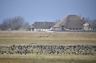 White-fronted Geese, Barnacle Geese, (Branta leucopsis) flying near Westerhever,