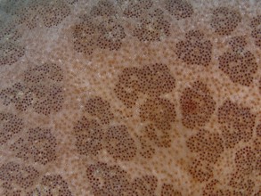 Detailed close-up of the structured surface of a starfish, granulated roller star (Choriaster