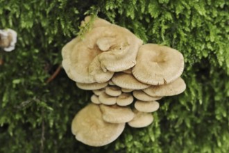 Herber Zwergknäueling (Panellus stipticus, Panellus stypticus), North Rhine-Westphalia, Germany