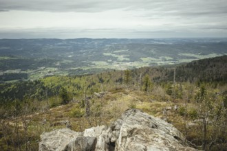 View from Gentiana bavarica, Bavarian Forest, Bavaria, Germany