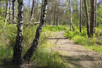 Heath trail through the Gohrischer Heide near Gröditz, Saxony, Germany
