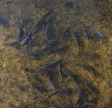 Fish pond with carp (Cyprinus carpio) in the Blockheide nature park Park near Gmünd, Waldviertel,