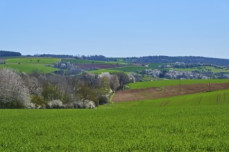Wide landscape with green fields and blossoming cherry trees under a clear blue sky, Pflaumheim,