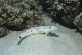 Tail-spotted sand perch (Parapercis hexophtalma) lies with pectoral fins on sandy seabed sandy