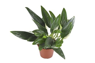 Potted exotic 'Monstera Standleyana' houseplant with white variegated leaves on white background