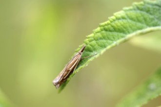 Common Grass-veneer (Crambus pratella), moth, macro, leaf, close-up of Common Grass-veneer sitting