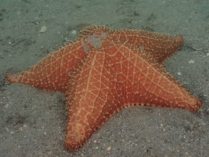 Red cushion sea star (Oreaster reticulatus), Blue Heron Bridge dive site, Phil Foster Park, Riviera