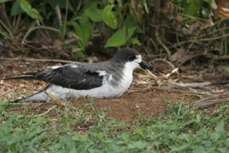 Hawaiian Petrel, Pterodroma sandwichensis, USA, Hawaii, Kauai