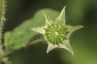 Crested summer mallow (Anoda cristata), fruiting stem, ornamental plant, North Rhine-Westphalia,