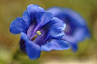 Stemless gentian (Gentiana clusii), Upper Bavaria, Bavaria, Germany