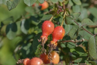 Shrub rose (Rosa 'Fenja'), district orchard, Federal Republic of Germany