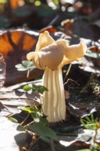 Autumn laurel (Helvella crispa), fruiting body against the light, poisonous, Bad Homburg vor der