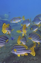 A colourful school of striped fish, Oriental sweetlips (Plectorhinchus vittatus), swimming in clear