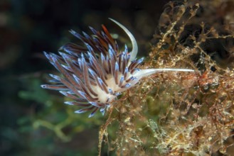 Wandering thread snail (Cratena peregrina) Nudibranch eats hydrozoans, Mediterranean Sea, Giglio