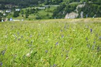 Colourful alpine summer meadow in a landscape near Prutz, Tyrol, Austria