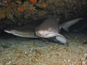 Sand tiger shark (Carcharias taurus)