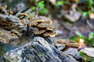 Mushrooms sprouting on the trunk of a fallen tree in the middle of the tropical forest in Minas